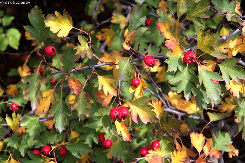 Изображение особи род Crataegus.