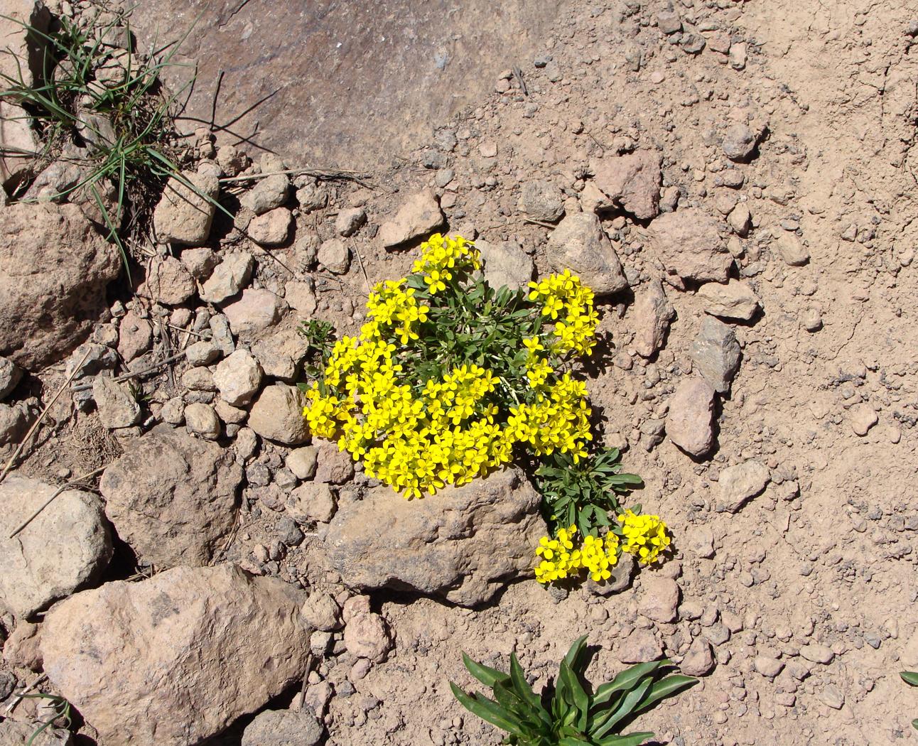 Image of Aurinia saxatilis specimen.
