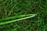 род Ornithogalum