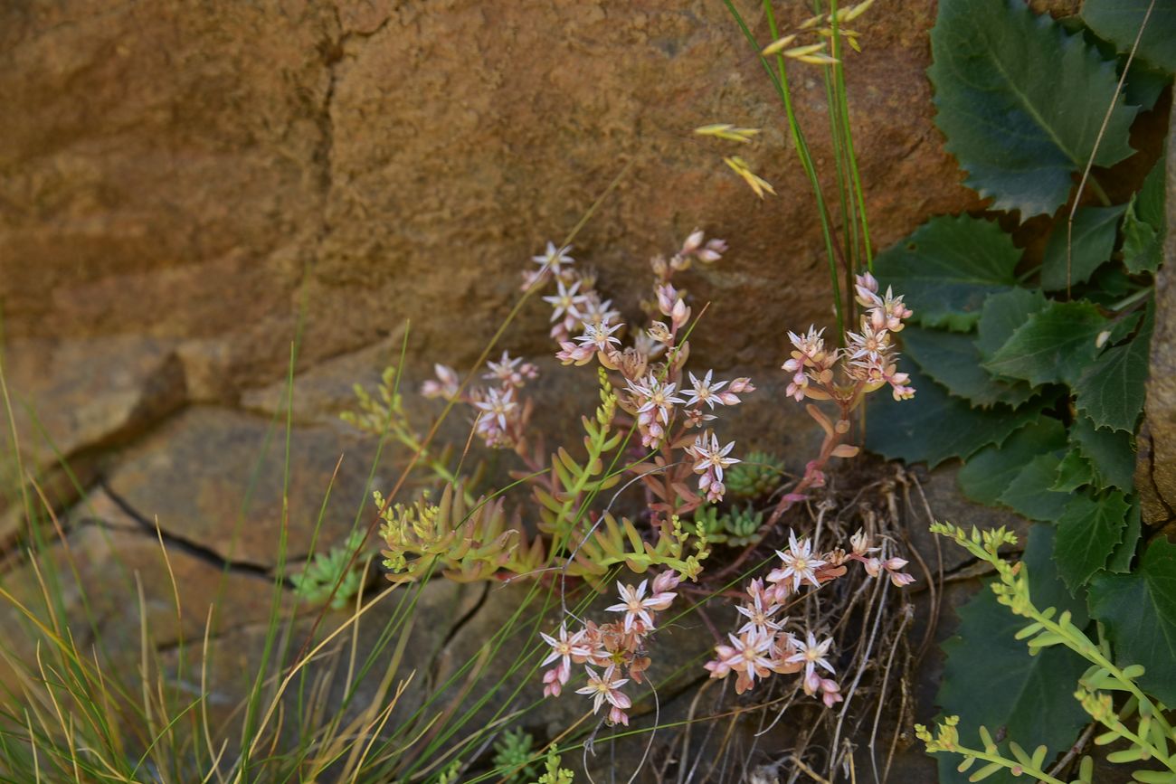 Изображение особи род Sedum.
