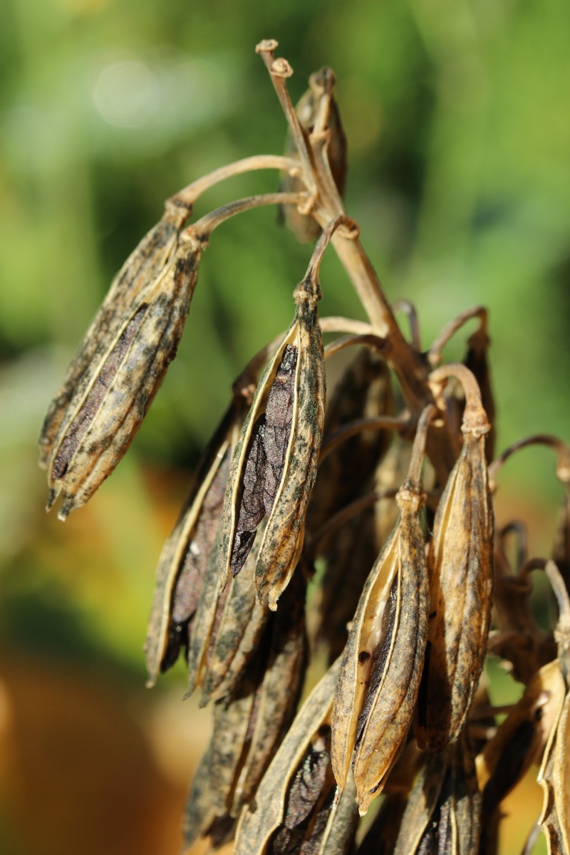 Изображение особи род Hosta.