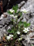 Minuartia hybrida