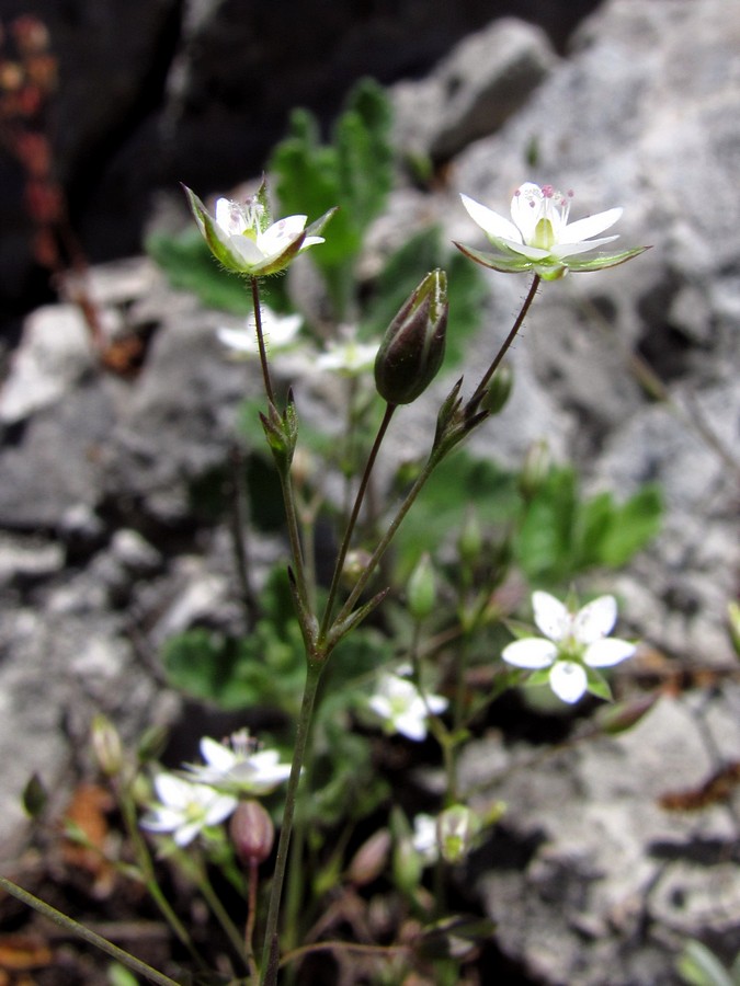 Изображение особи Minuartia hybrida.