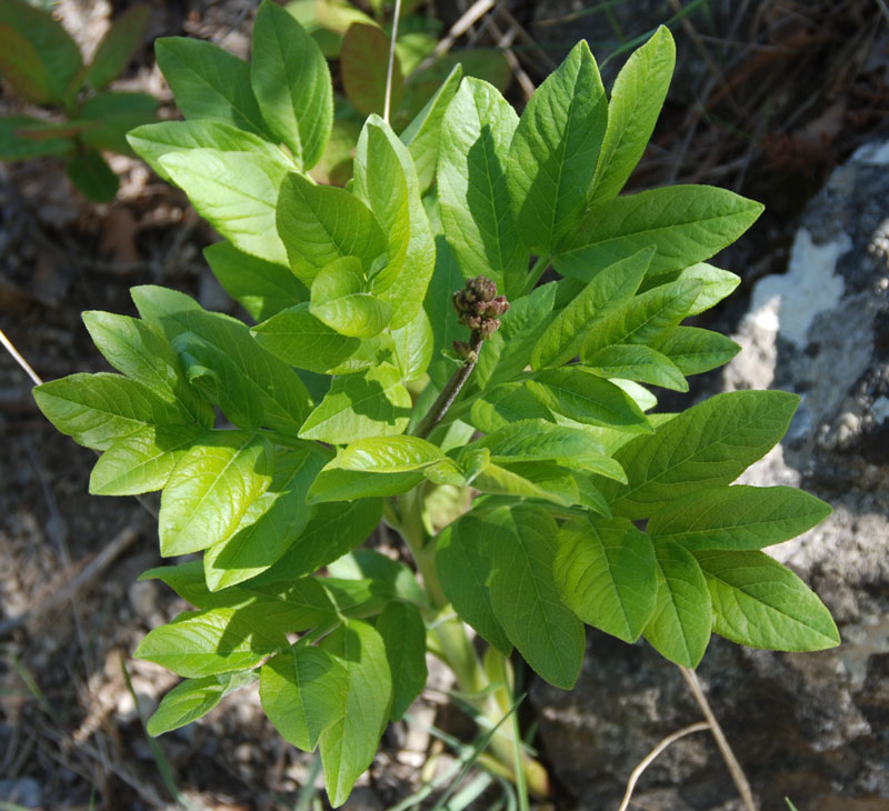 Image of Dictamnus gymnostylis specimen.