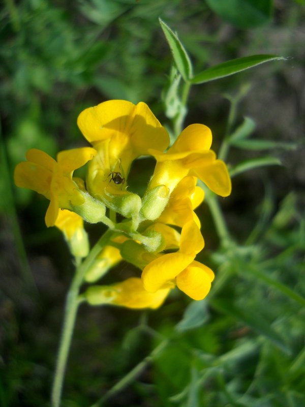 Изображение особи Lathyrus pratensis.