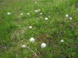 Eriophorum scheuchzeri