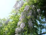 Wisteria sinensis