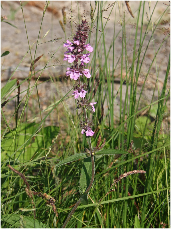 Изображение особи Stachys palustris.