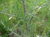 Centaurea lavrenkoana