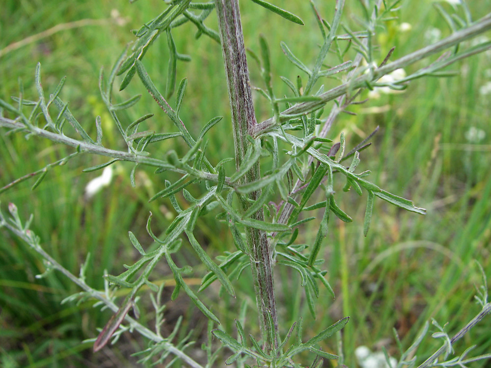 Image of Centaurea lavrenkoana specimen.