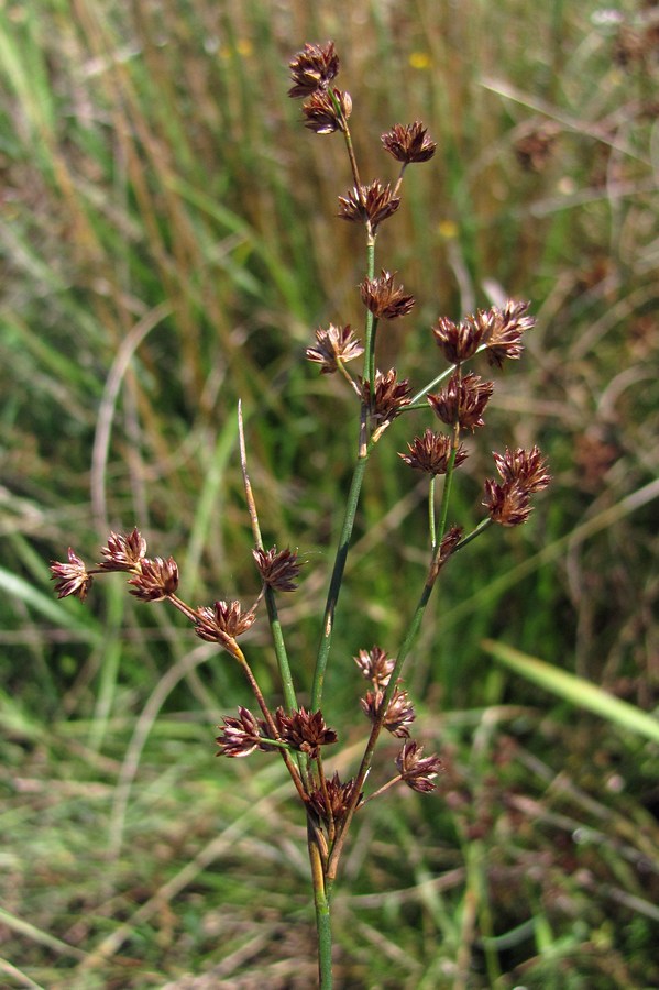 Изображение особи Juncus articulatus.