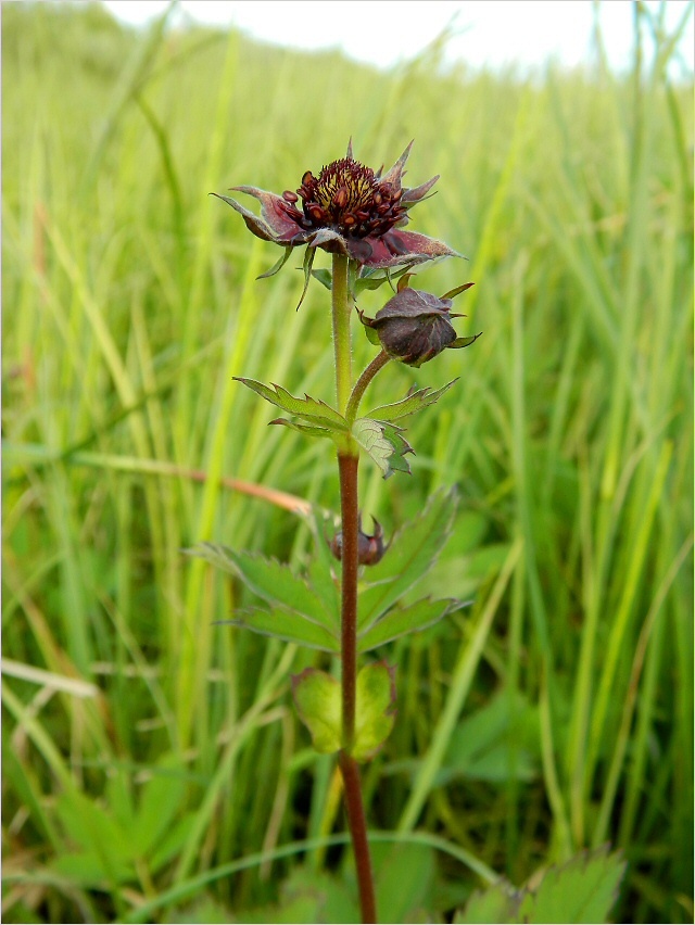 Image of Comarum palustre specimen.