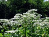 Heracleum mantegazzianum