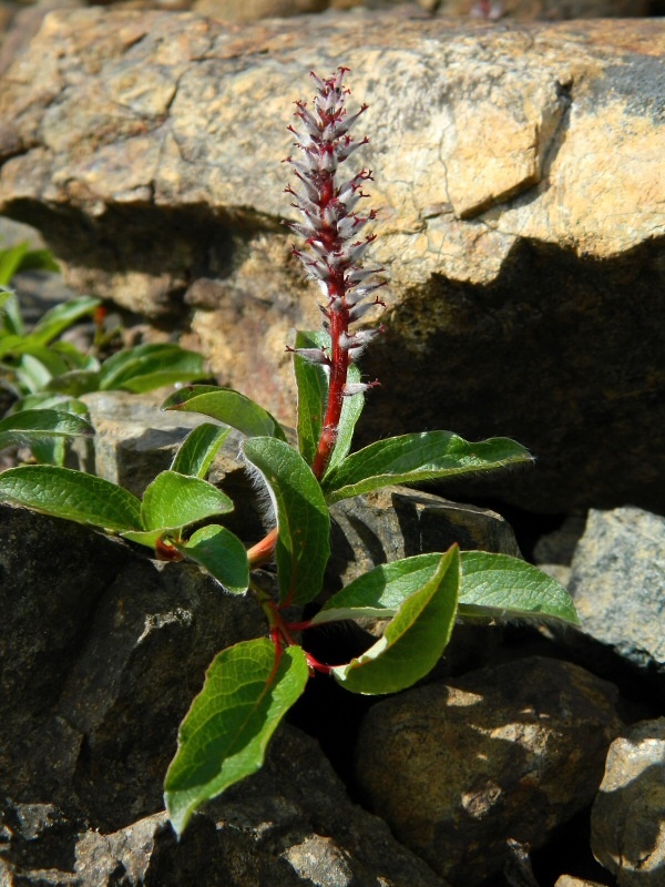 Image of Salix arctica specimen.
