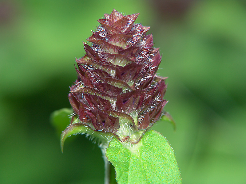 Image of Prunella vulgaris specimen.