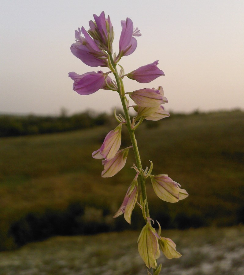 Изображение особи Polygala cretacea.
