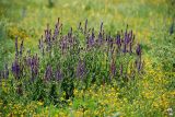 Salvia tesquicola