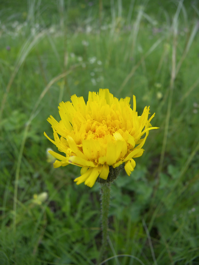 Image of Trommsdorffia maculata specimen.