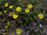 Potentilla incana