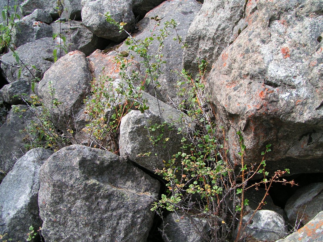 Image of Grossularia acicularis specimen.