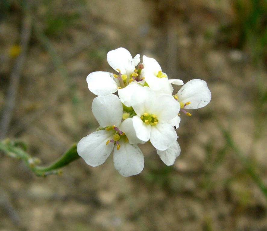 Image of Neotorularia dentata specimen.