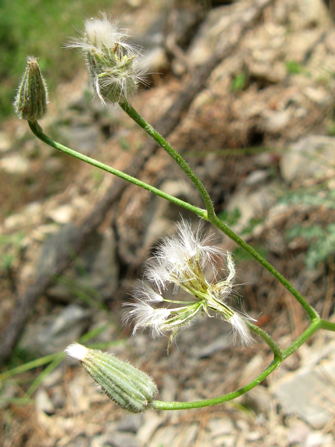 Image of Lagoseris callicephala specimen.