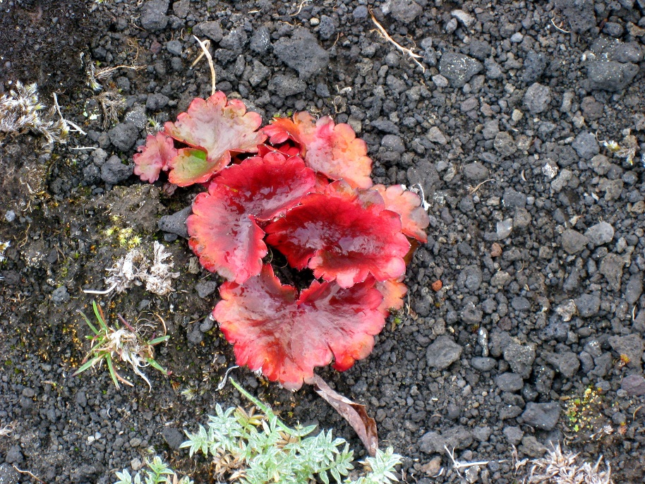 Image of Micranthes purpurascens specimen.