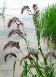 Echinochloa tzvelevii. Верхушки побегов с соплодиями. Г. Астрахань, о. Городской. 15.08.2011.
