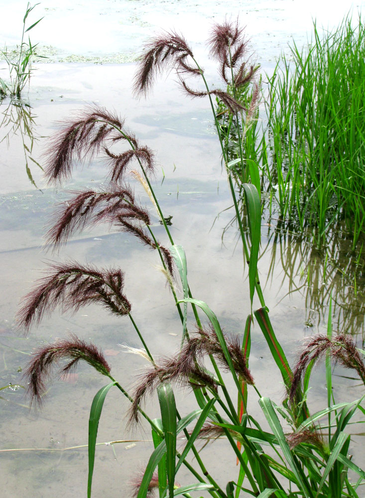 Image of Echinochloa tzvelevii specimen.