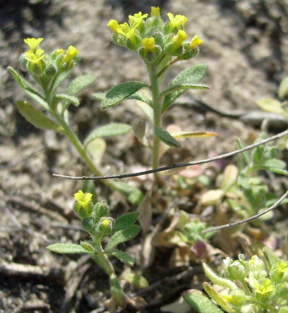 Изображение особи род Alyssum.