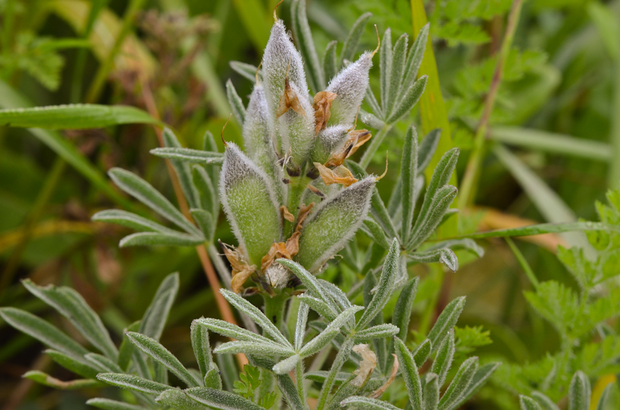 Изображение особи Lupinus luteus.