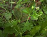 Geranium pusillum. Верхушка растения с бутонами, цветками и плодами. Курская обл., Железногорский р-н, пос. Каменец, дачи Жуковец. 13 июля 2007 г.