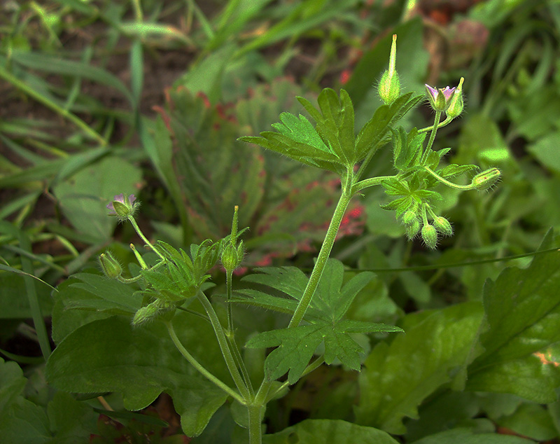 Изображение особи Geranium pusillum.