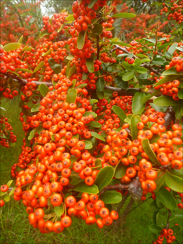 Image of Pyracantha rogersiana specimen.