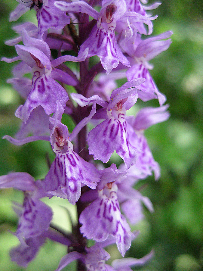 Image of Dactylorhiza fuchsii specimen.