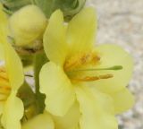 Verbascum ovalifolium. Цветок. Краснодарский край, Ейский п-ов, коса Долгая. 07.06.2012.