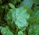 Malva pusilla. Лист. Курская обл., Железногорский р-н, с. Карманово, р. Суслов. 22 июля 2007 г.