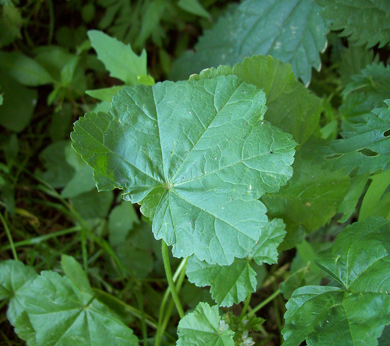 Image of Malva pusilla specimen.
