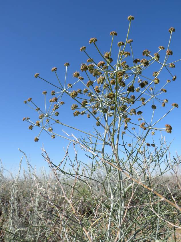 Изображение особи Ferula karelinii.