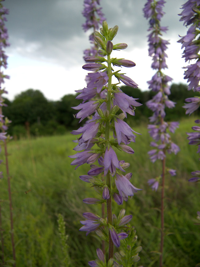 Image of Campanula ruthenica specimen.