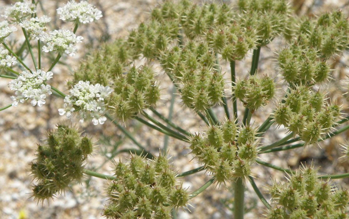 Image of Astrodaucus littoralis specimen.