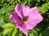 Rosa rugosa