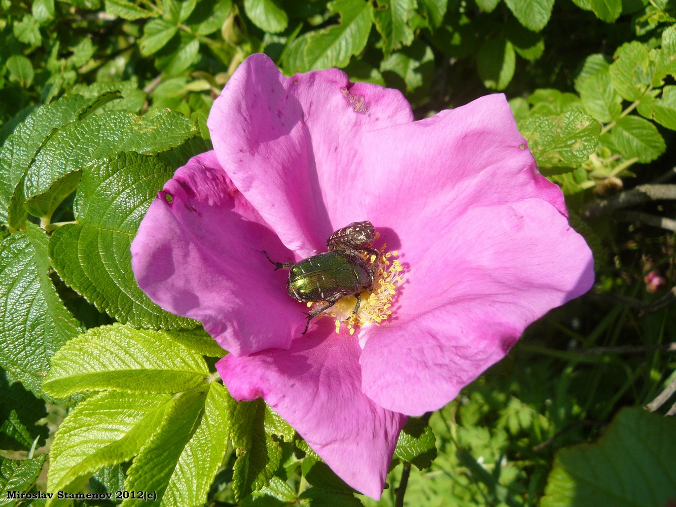 Image of Rosa rugosa specimen.