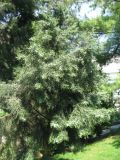 Juniperus excelsa. Нижняя часть кроны с шишкоягодами. Австрия, Вена, Дворцовый парк Бурггартен. 17.06.2012.