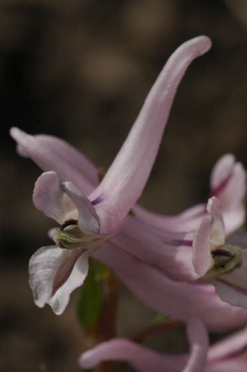 Изображение особи Corydalis glaucescens.