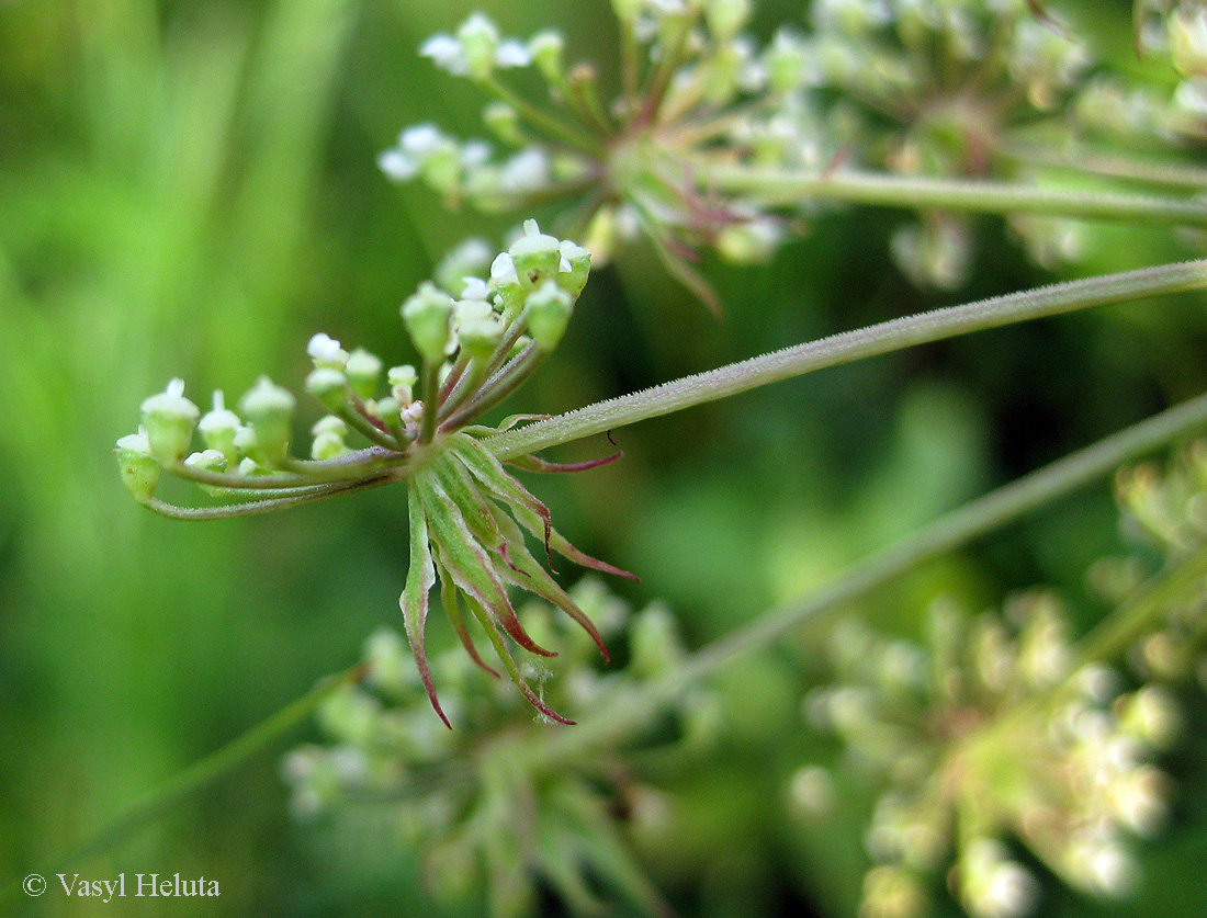 Изображение особи Thyselium palustre.