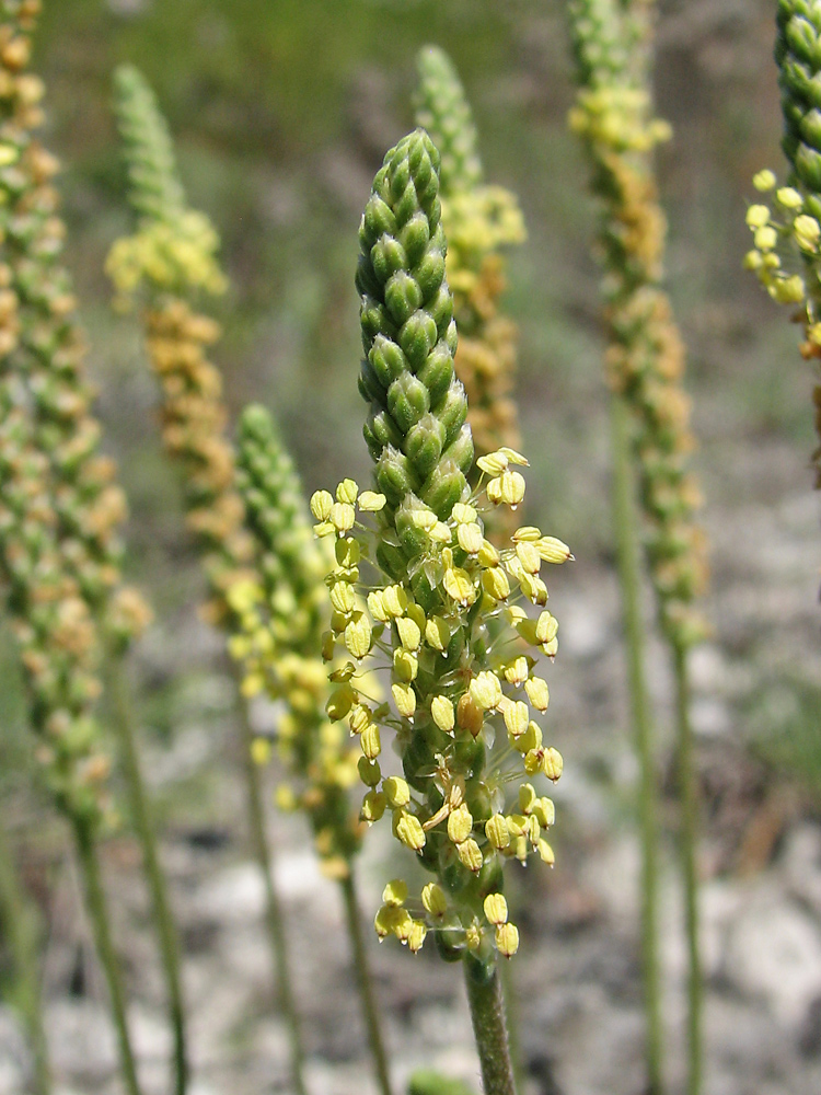 Изображение особи Plantago salsa.