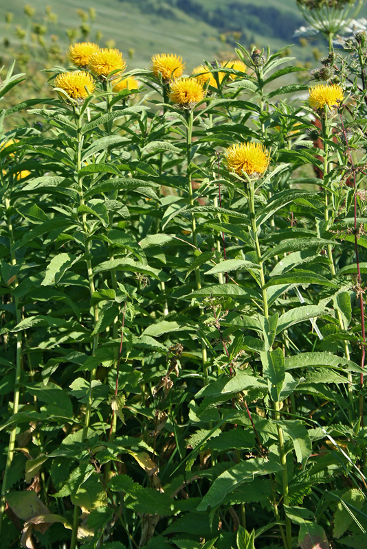 Изображение особи Grossheimia polyphylla.