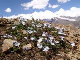 Veronica glareosa