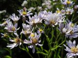 Aster tataricus